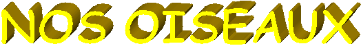 NOS OISEAUX